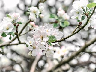 Magical apple blossom in the spring garden. Spring blossom of tree.