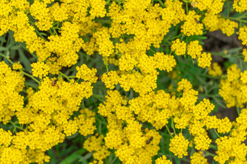 Blossom bush yellow flowers alyssum mountain in garden. Golden alpine saxatile of herbaceous species burachok. Beautiful gold flowers montanum gmelinii opens. Wallpapers in yellow colors.