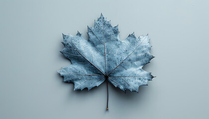A single, silver-blue maple leaf sits on a solid white background