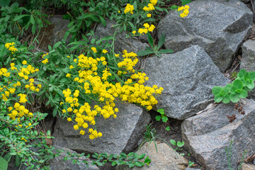 Blossom bush yellow flowers alyssum mountain in garden. Golden alpine saxatile of herbaceous species burachok. Beautiful gold flowers montanum gmelinii opens. Wallpapers in yellow colors.