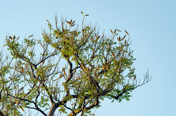ramas, arbol, arbustos, mezquita