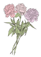 Peonies flowers bouquet, pink,three,delicate, greeting, sketch, vector hand drawn illustration isolated on white