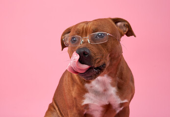  A scholarly looking Staffordshire Bull Terrier dog sports a pair of glasses, giving it an...