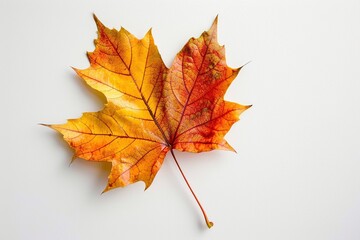 Obraz premium Ein vom Herbst verfärbtes Ahornblatt 