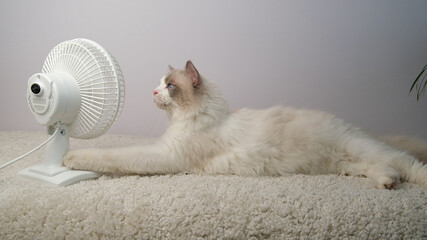 Cat lying in front of a white fan.