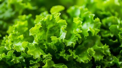Fresh Green Lettuce Leaves Close-Up