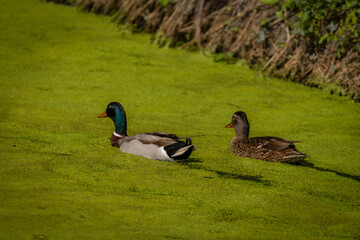 Green algae in water on pond in south Moravia with ducks