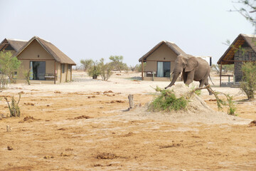 Elefant