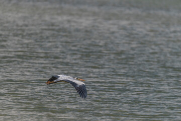 Grey heron near Nesyt pond in cloudy spring day in south Moravia