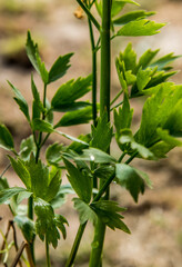 Zioła polskie - lubczyk © Marart.pl