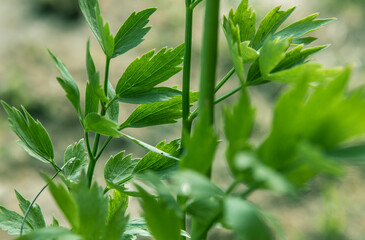 Zioła polskie - lubczyk © Marart.pl
