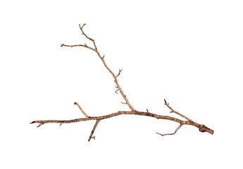 One dry tree branch isolated on white