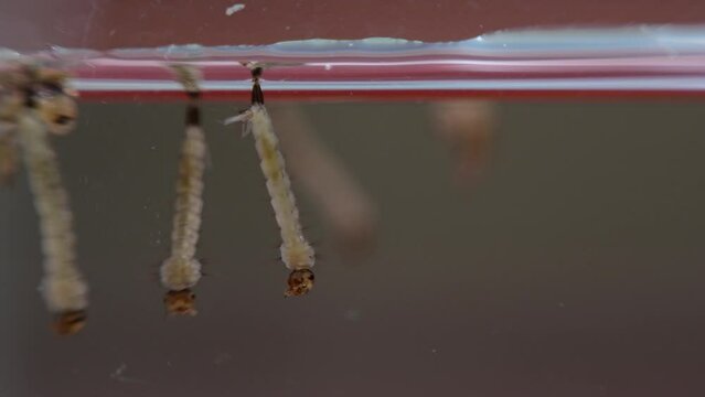 Close-up of larva aedes mosquito swimming underwater.