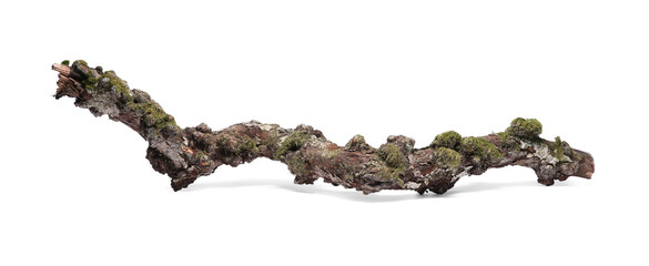 Dry tree branch with moss isolated on white