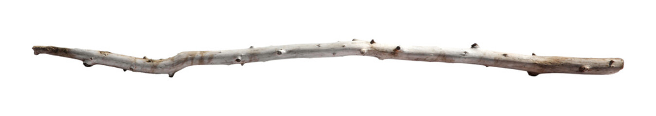 Old dry tree branch isolated on white