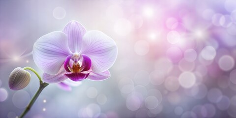 Fototapeta premium Orchid Blur: A soft, purple and white blurred background showcasing the elegant shape of a single orchid. 