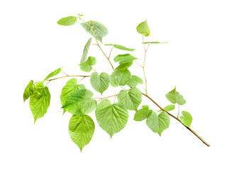 Branch of linden tree with young fresh green leaves isolated on white. Spring season