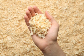 Woman holding dry natural sawdust, top view
