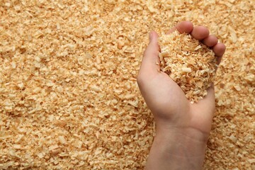 Woman holding dry natural sawdust, closeup view