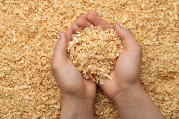 Woman holding dry natural sawdust, top view
