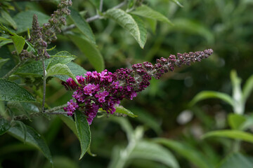 Summer lilac, or Butterfly-bush flower, purple type