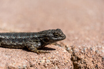 a small lizard with black stripes sitting on the ground by the ocean