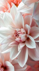 Soft pink dahlia blossom close-up