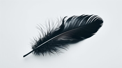 A single black feather bird isolated on white background
