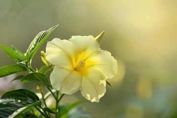 Obraz premium Closeup of a yellow hibiscus flower with soft sunlight background