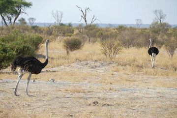 Naklejka premium Strauss