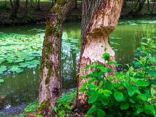 Tree on river bank gnawed by beavers