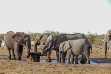 Fototapeta premium Elefant