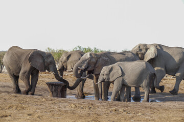 Fototapeta premium Elefant