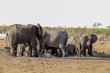 Fototapeta premium Elefant