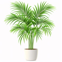 Fototapeta premium PNG illustration of a tall kentia palm with broad green fronds in a modern planter on a white background