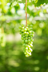 ぶどう畑,栽培途中の葡萄