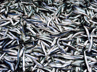 Fish anchovy background on ice in fishermen market shop. Seafood european pile of anchovy pattern on ice. Black sea anchovies display in family store. Heap small little blue encrasicolus fish for sale