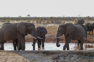 Fototapeta premium Elefant