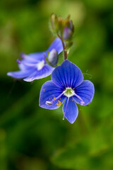 niebieski majowy kwiat