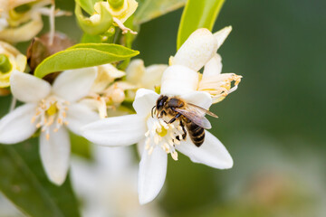 Abeja recolecta polen de una flor de azahar
