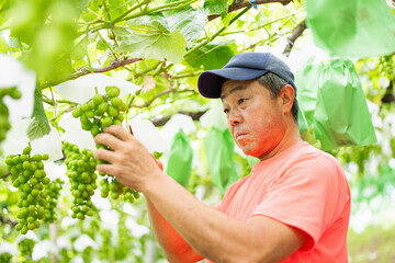 ぶどう畑,摘粒作業をする農家の男性