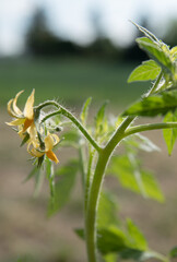 Sadzonka pomidora