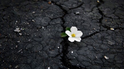 A small white flower grows in the cracks of asphalt road