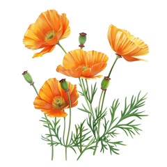Fototapeta premium Orange Poppy Flowers Isolated on White Background