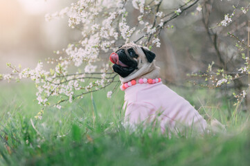 A cute pug dog sitting in the tall grass near a flowering tree. Side view.