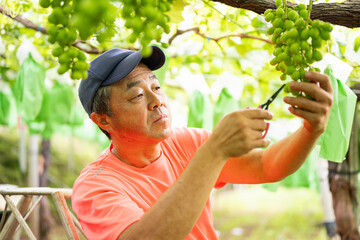 ぶどう畑,摘粒作業をする農家の男性