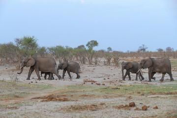 Fototapeta premium Elefant