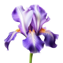 A vibrant purple and white iris flower with delicate petals and a yellow center.  The flower is isolated on a black background.