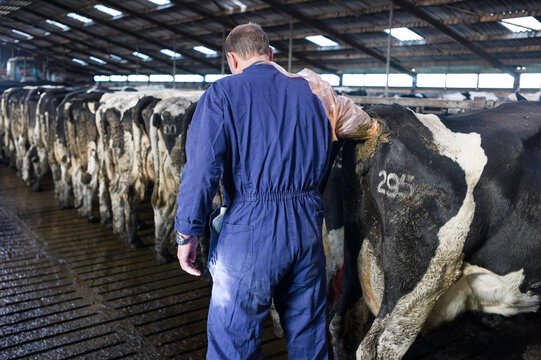 Veterinarian examines a cow rectally on pregnancy in a cowshed. The cow has a numerical freeze brand on its hindquarters. The cows are lined up at the feeding fence on a slatted floor