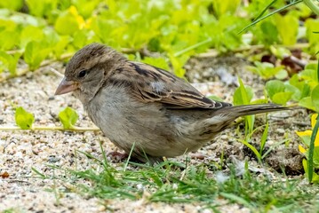 sparrow Passer domesticus on the ground